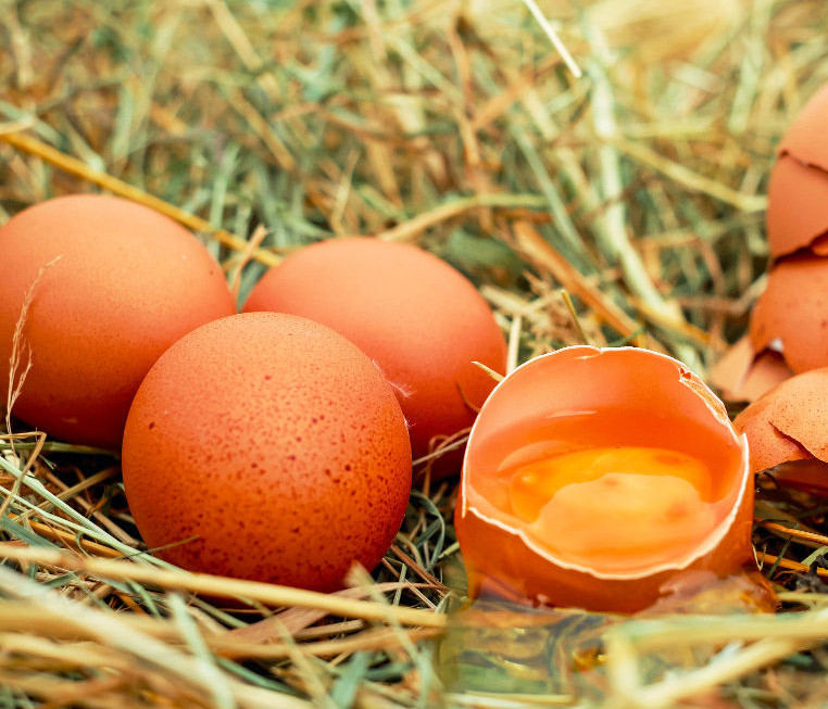 Eier